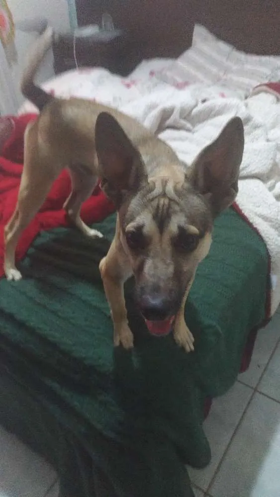 Cachorro ra a Srd idade 7 a 11 meses nome Bruce