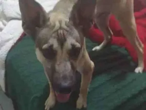 Cachorro raça Srd idade 7 a 11 meses nome Bruce