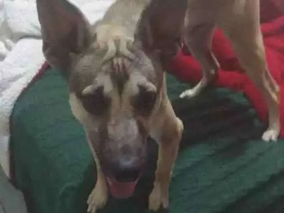 Cachorro ra a Srd idade 7 a 11 meses nome Bruce