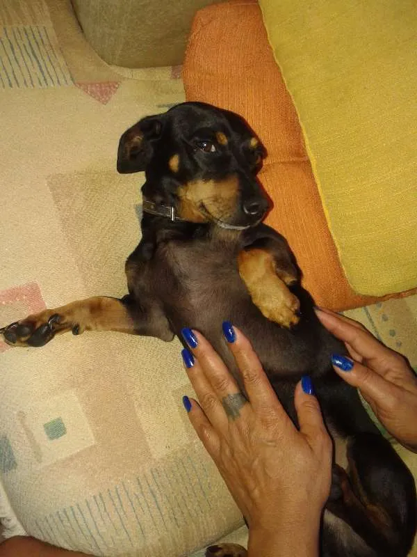 Cachorro ra a Dachshund idade 6 ou mais anos nome Tobi