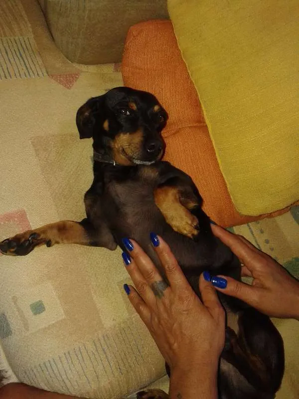 Cachorro ra a Dachshund idade 6 ou mais anos nome Tobi