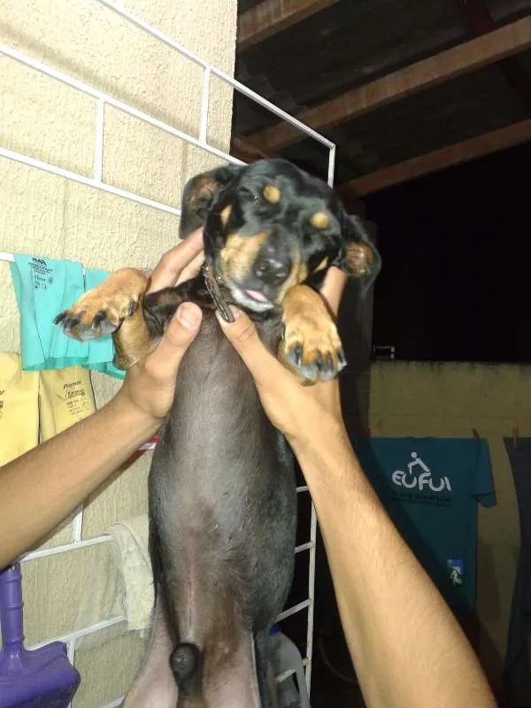 Cachorro ra a Dachshund idade 6 ou mais anos nome Tobi