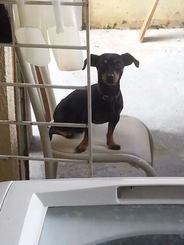 Cachorro ra a Dachshund idade 6 ou mais anos nome Tobi