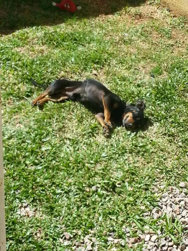 Cachorro ra a Dachshund idade 6 ou mais anos nome Tobi