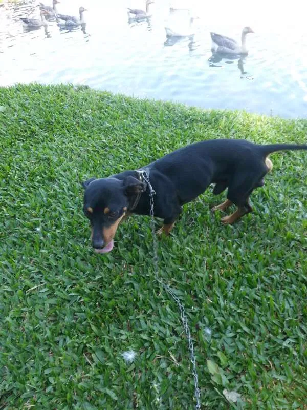 Cachorro ra a Dachshund idade 6 ou mais anos nome Tobi