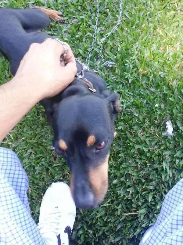 Cachorro ra a Dachshund idade 6 ou mais anos nome Tobi