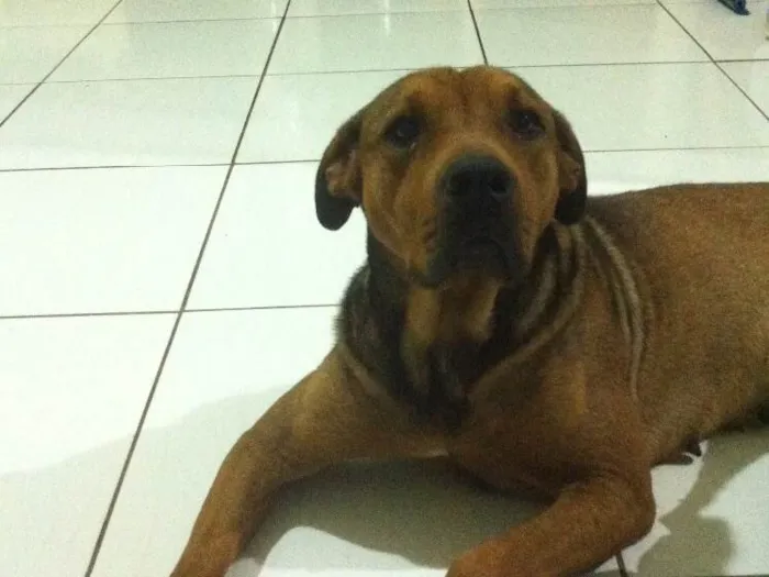 Cachorro ra a rottweiler idade  nome Pandora