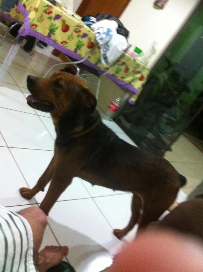 Cachorro ra a rottweiler idade  nome Pandora