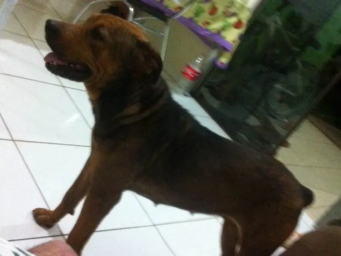 Cachorro ra a rottweiler idade  nome Pandora