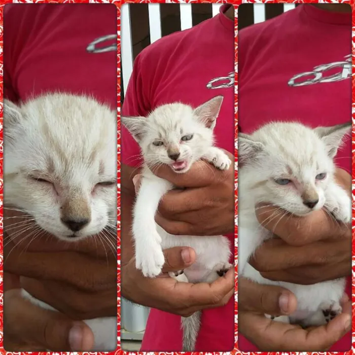 Gato raça Siamês  idade 2 a 6 meses nome Sem nome. 