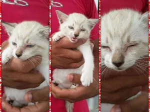 Gato raça Siamês  idade 2 a 6 meses nome Sem nome. 