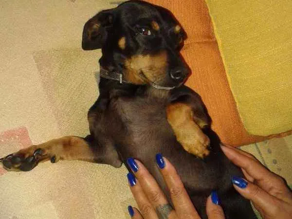 Cachorro ra a Dachshund idade 6 ou mais anos nome Tobi