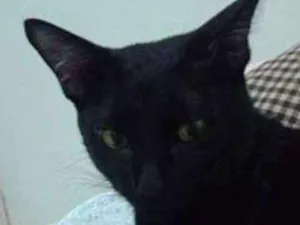 Gato raça VIRA LATA idade 1 ano nome UAI