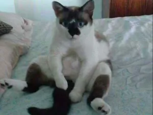 Gato raça VIRA LATA idade 1 ano nome VALDIR