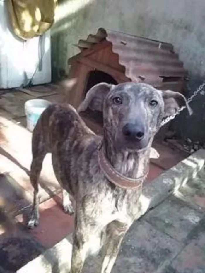 Cachorro ra a Desconhecido  idade  nome Minerva 