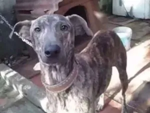 Cachorro raça Desconhecido  idade  nome Minerva 