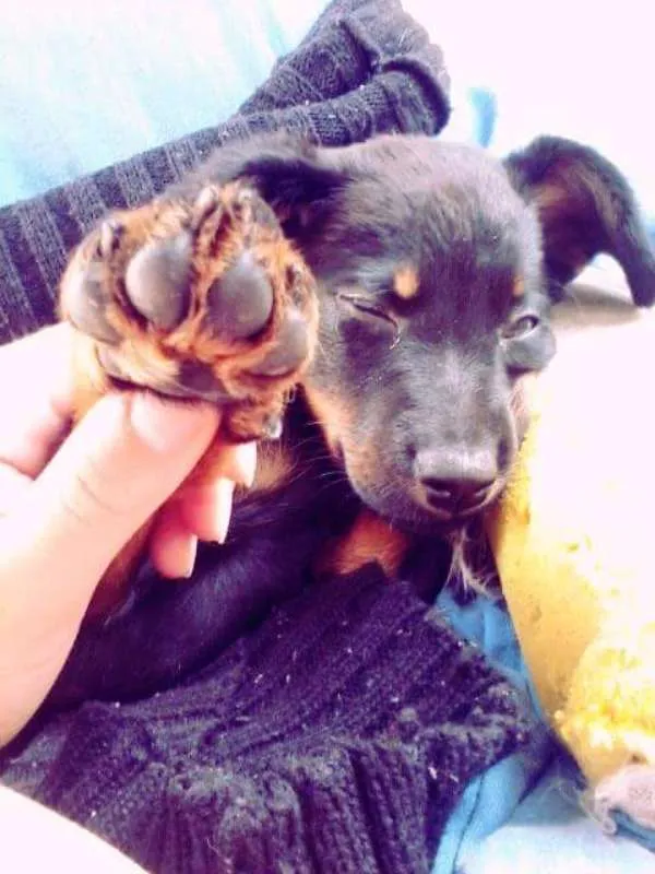 Cachorro ra a SRD idade 1 ano nome Samantha 