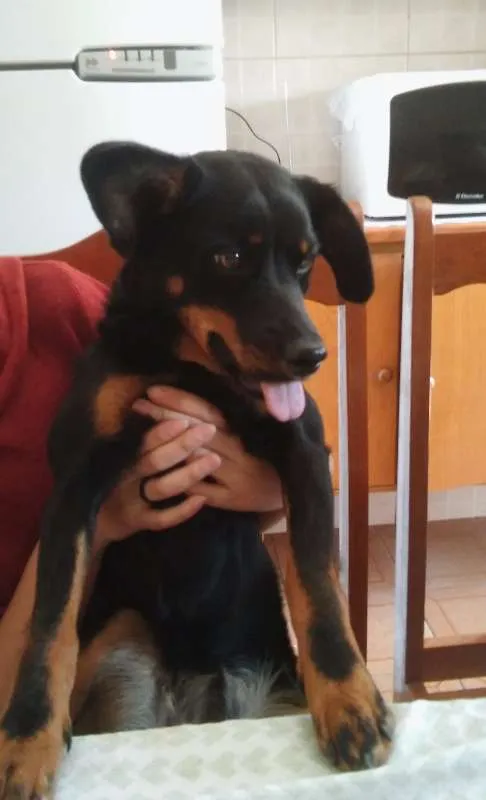 Cachorro ra a SRD idade 1 ano nome Samantha 