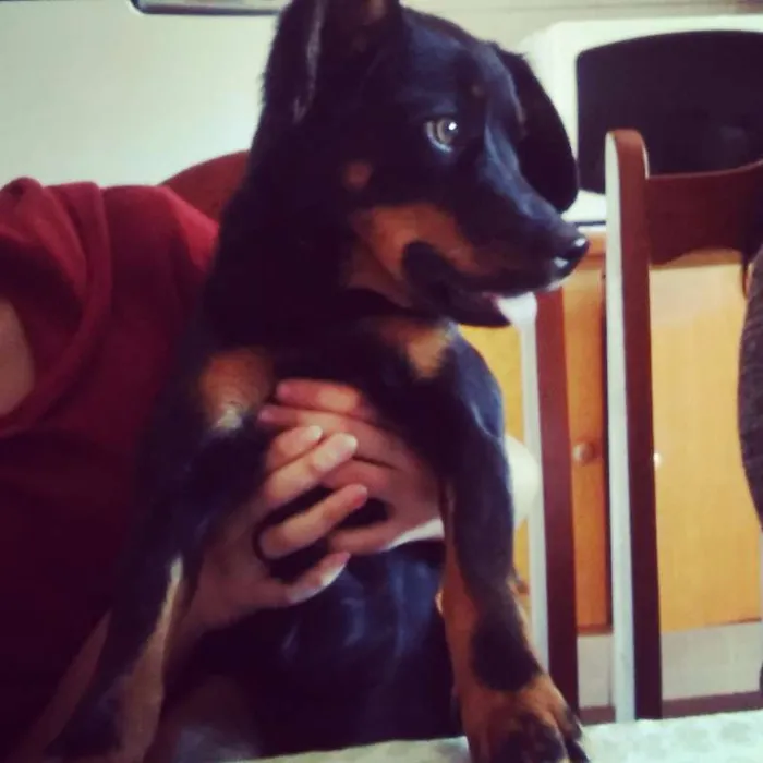 Cachorro ra a SRD idade 1 ano nome Samantha 