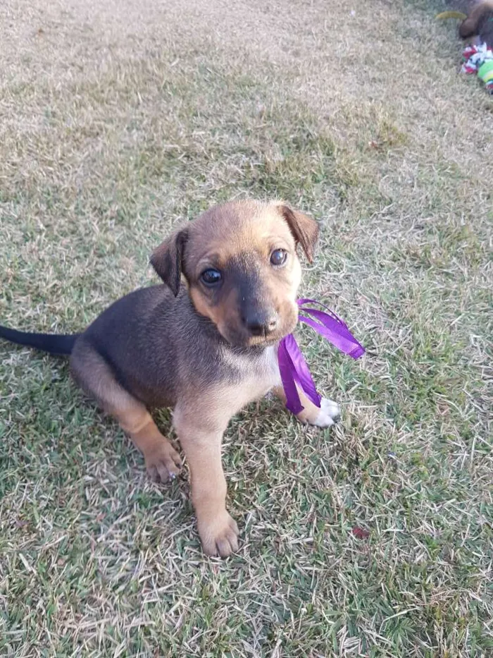 Cachorro ra a SRD idade Abaixo de 2 meses nome Não Definido