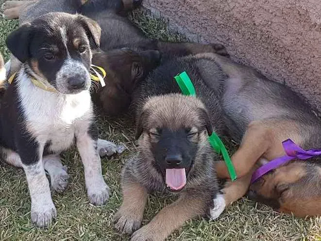 Cachorro ra a SRD idade Abaixo de 2 meses nome Não Definido