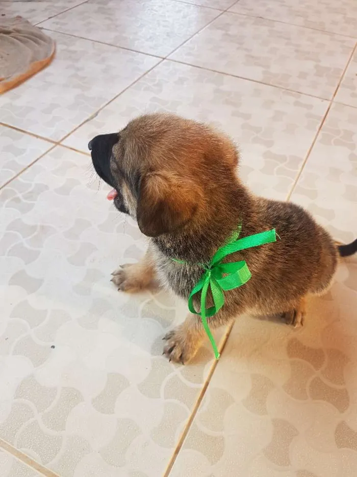 Cachorro ra a SRD idade Abaixo de 2 meses nome Não Definido