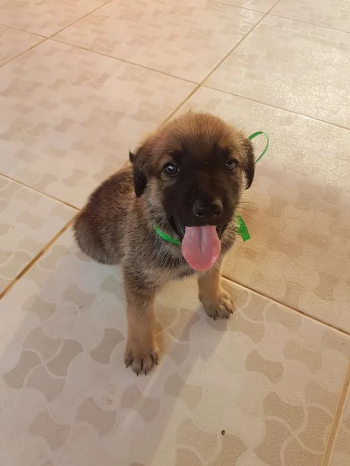 Cachorro ra a SRD idade Abaixo de 2 meses nome Não Definido