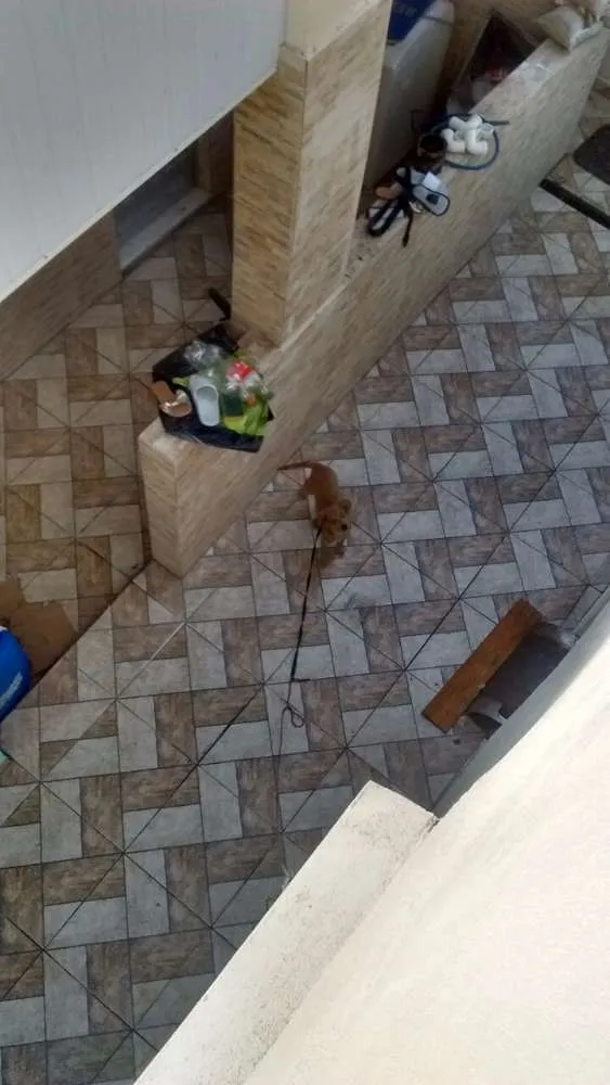 Cachorro ra a Srd idade 2 a 6 meses nome Sem nome