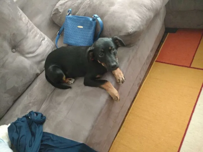 Cachorro ra a Vira-Lata idade 2 a 6 meses nome Morgana