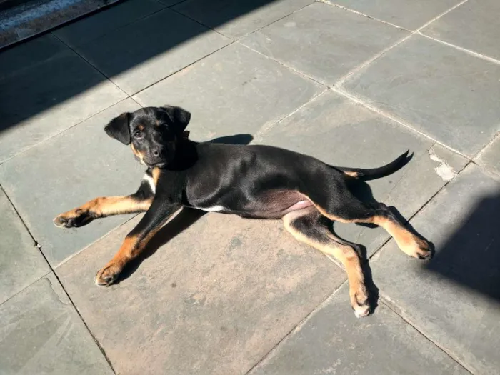 Cachorro ra a Vira-Lata idade 2 a 6 meses nome Morgana