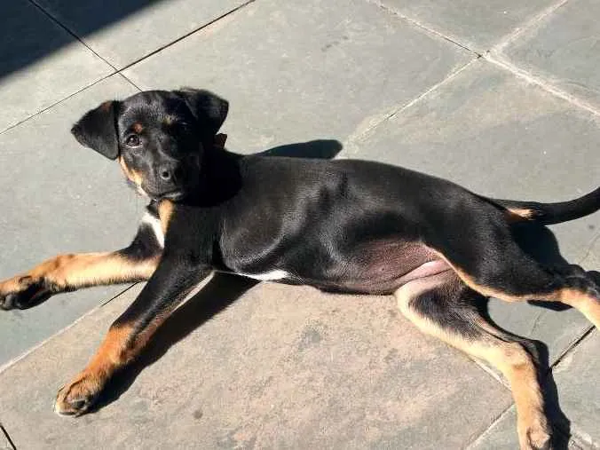 Cachorro ra a Vira-Lata idade 2 a 6 meses nome Morgana
