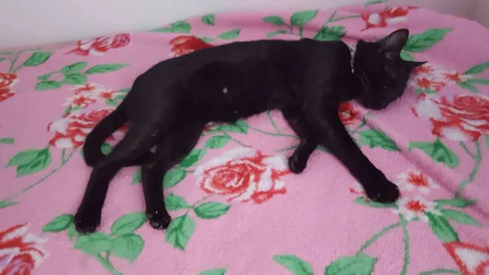 Gato raça Vira-lata  idade 1 ano nome Romeu e galego 