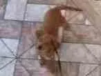 Cachorro raça Srd idade 2 a 6 meses nome Sem nome