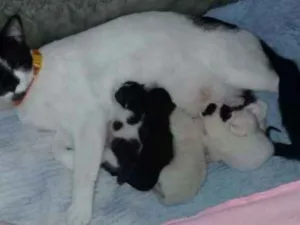 Gato raça Vira lata  idade Abaixo de 2 meses nome Não tem nome 