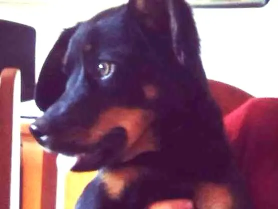 Cachorro ra a SRD idade 1 ano nome Samantha 