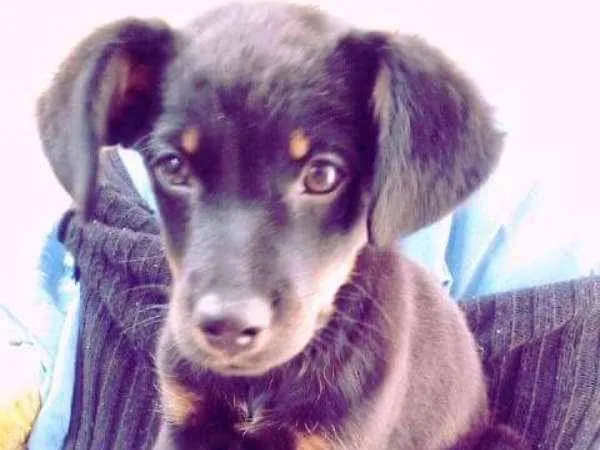 Cachorro ra a SRD idade 1 ano nome Samantha 