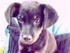 Cachorro raça SRD idade 1 ano nome Samantha 