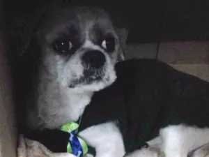Cachorro raça Shitzu idade 6 ou mais anos nome Nikki 