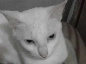 Gato raça vira- lata  idade 2 anos nome Mileide