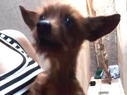 Cachorro ra a RNA - Raça não definida idade 2 anos nome Pichurruco