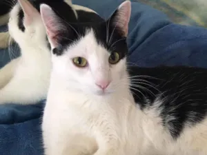 Gato raça SRD idade 7 a 11 meses nome Chantilly