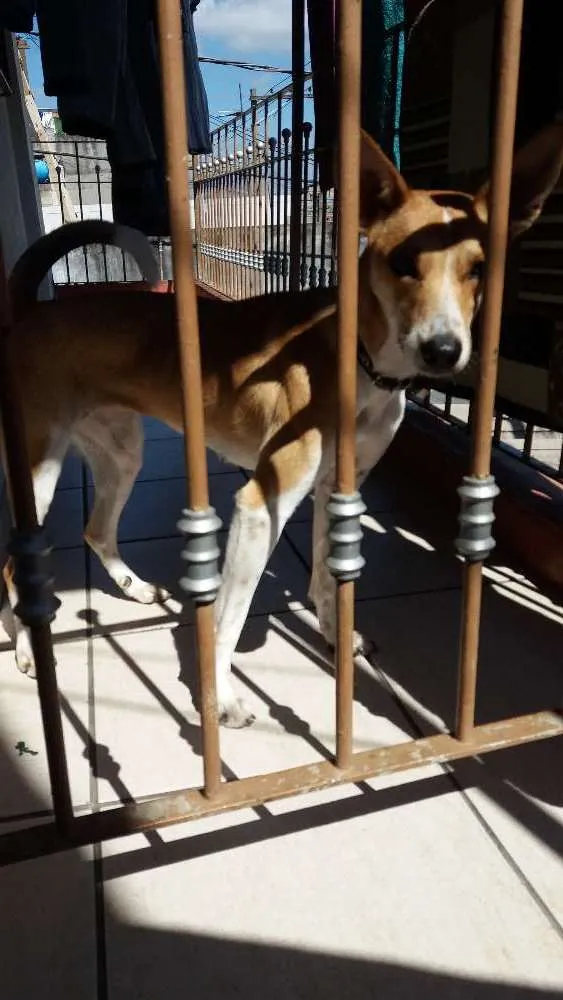 Cachorro ra a Vira lata idade 2 anos nome Mel