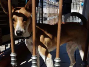 Cachorro raça Vira lata idade 2 anos nome Mel