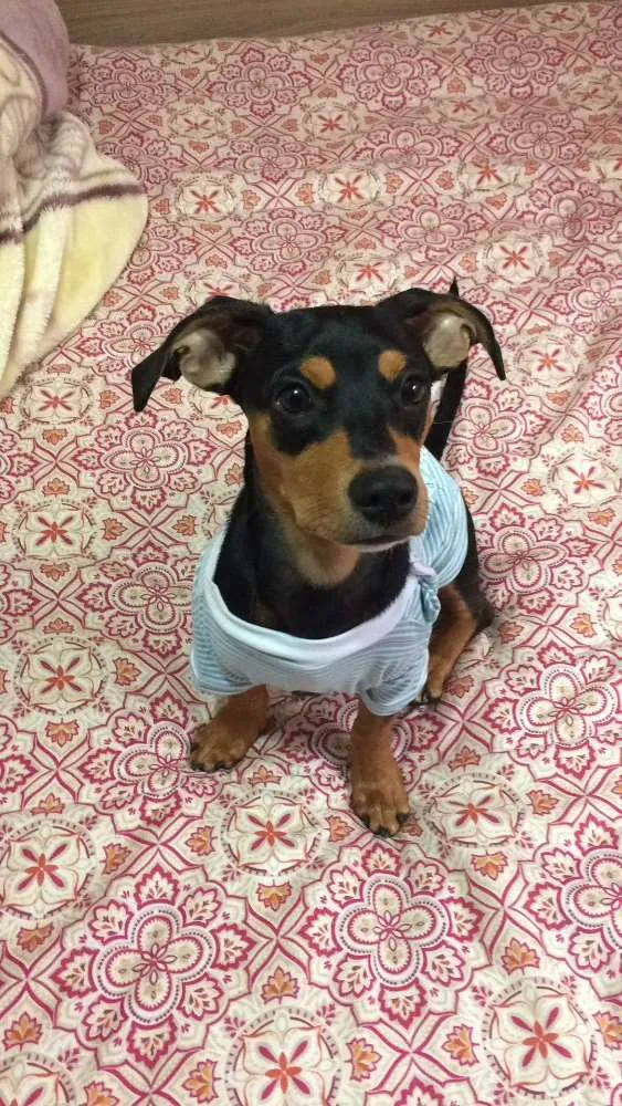 Cachorro ra a Basset idade 7 a 11 meses nome Júnior 