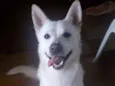 Atena