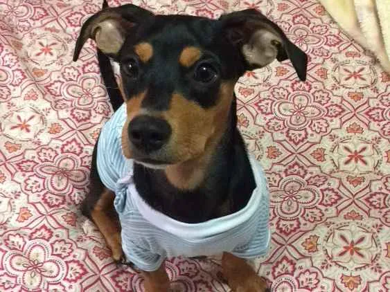 Cachorro ra a Basset idade 7 a 11 meses nome Júnior 