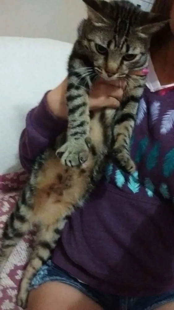 Gato ra a Vira lata idade 1 ano nome Mel 