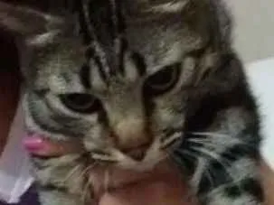 Gato ra a Vira lata idade 1 ano nome Mel 