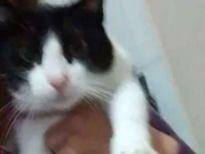 Gato raça Vira lata  idade 1 ano nome Meg