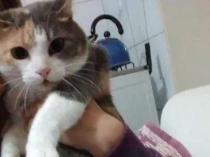 Gato raça Vira lata idade 2 anos nome Mimosa